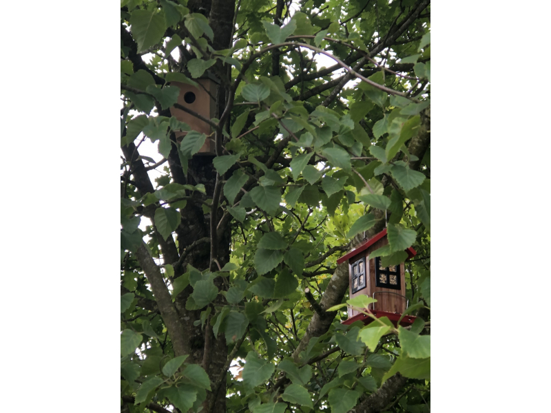 new-bird-feeder